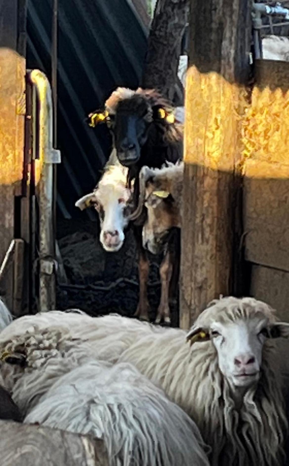 Location Du Ranch 호텔 알가졸라 외부 사진