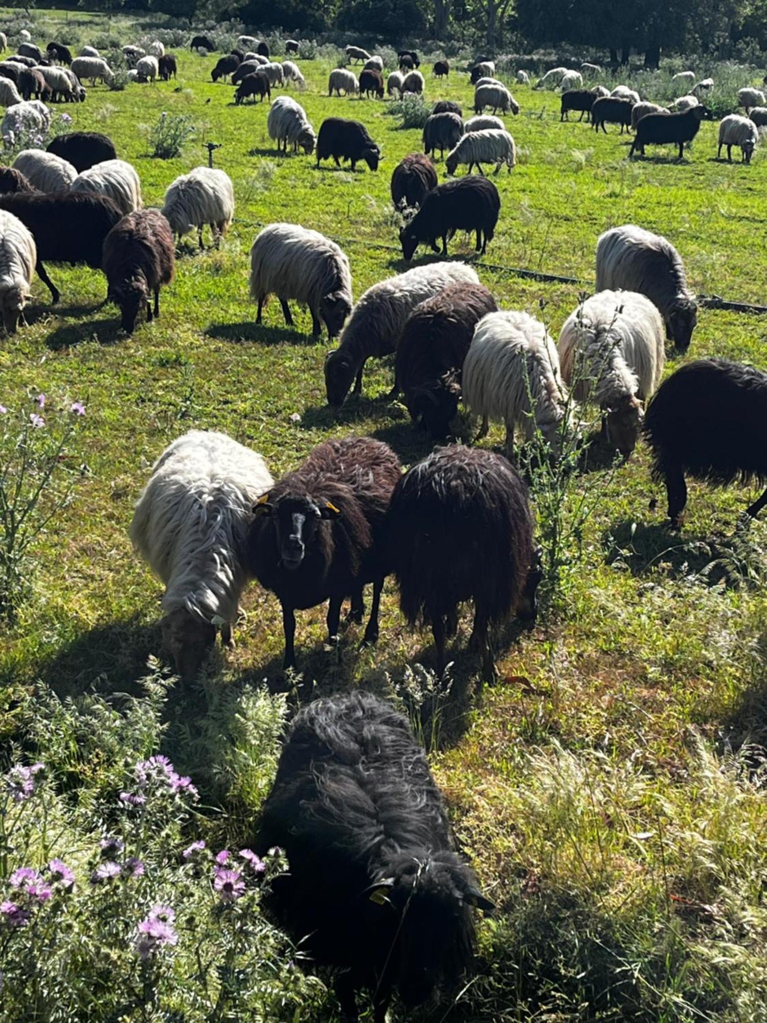Location Du Ranch 호텔 알가졸라 외부 사진