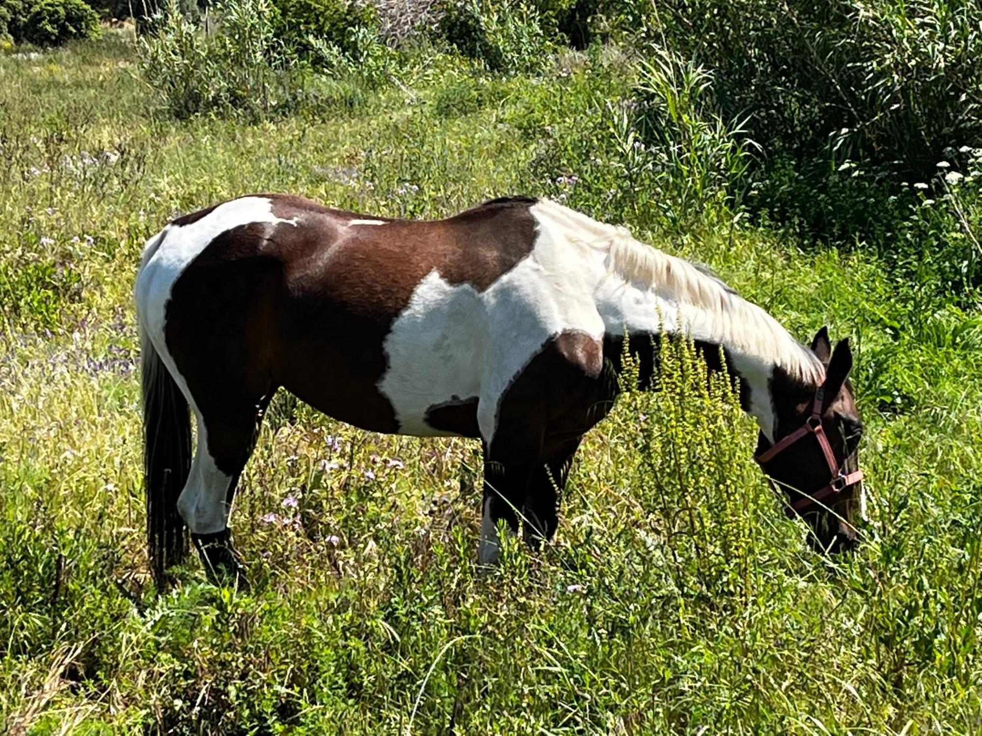 Location Du Ranch 호텔 알가졸라 외부 사진
